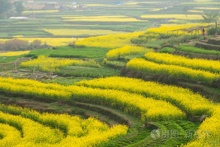 植物区系 国家 情景 植物 开花 美女 尼泊尔 乡村 丘陵