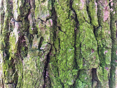 老橡树皮，干裂，表面有皱纹。树干上的苔藓和地衣。有很多小细节的背景。特写，绿棕色和紫色纹理