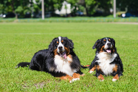 哺乳动物 纯种 小狗 动物 宠物 犬科动物 肖像 可爱的