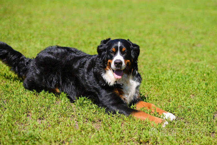 宠物 小狗 纯种 朋友 美丽的 犬科动物 可爱极了 肖像