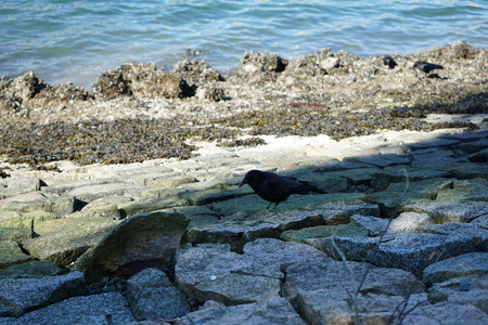 海岸 羽毛 海洋 动物 旅游业 风景 波动 海滩 旅行 自然