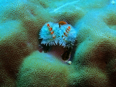 海洋 世界 自然 水下 蠕虫 热带 动物 珊瑚 潜水