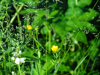 野花 领域 植物 佩格尔 花瓣 季节 植物区系 生长 风景