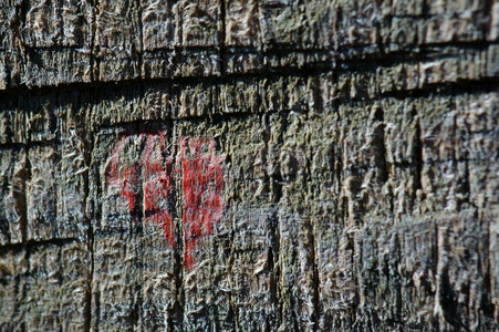 树皮 希望 树干 植物 材料 特写镜头 木材 橡树 古老的