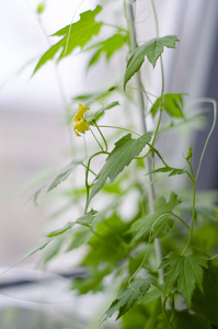 花园 粉红色 季节 夏天 夏季 开花 植物区系 草地 花的