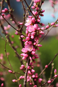 植物 夏天 花园 美女 季节 樱花 春天 花的 分支 粉红色