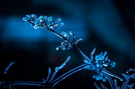 天气 冰冷的 美丽的 冷冰冰的 季节 冻结 早晨 自然 植物