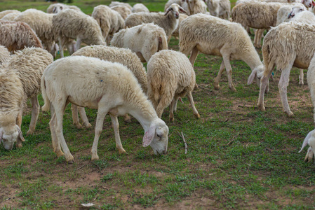 一群羊在地上吃草
