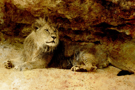 力量 动物 游猎 猫科动物 猎人 狮子座 非洲 神秘的 权力
