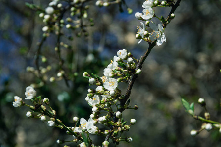 花瓣 天空 春天 植物 花园 植物区系 盛开 开花 苹果