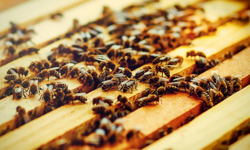 蜂蜜 工作 框架 艺术 昆虫 六角形 医学 甜的 效率 养蜂人