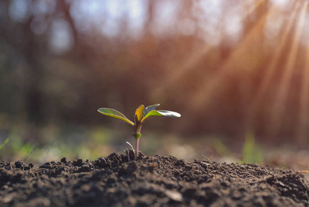 幼苗 新的 森林 发芽 蔬菜 土地 春天 植物学 季节 污垢