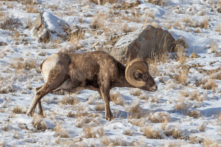 野生动物 哺乳动物 动物 自然 冬天 猛撞 怀俄明州