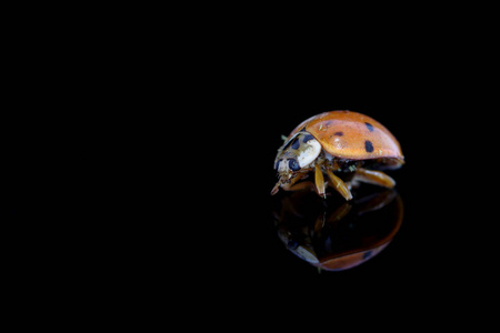 特写镜头 瓢虫 动物 缺陷 甲虫 孤独 自然 反射 昆虫