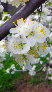 前进 四月 特写镜头 春天 花园 梅子 芳香 花粉 植物区系