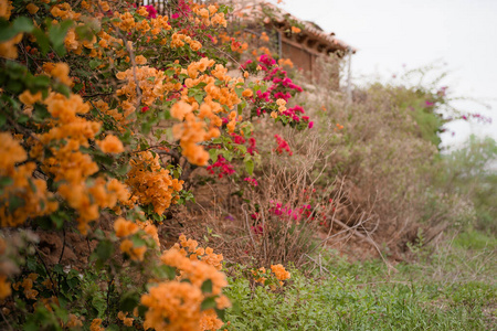 风景 花园 颜色 夏天 季节 旅游业 粉红色 灌木 落下