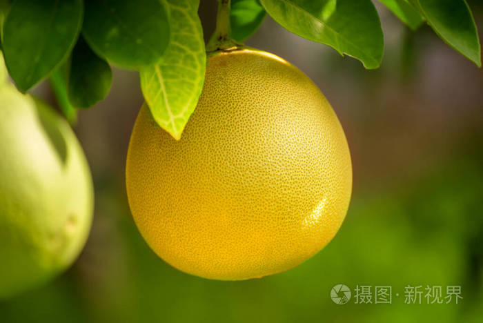 花园里的柚子照片 正版商用图片2b0mt2 摄图新视界 花园里的柚子照片 正版商用图片2b0mt2 摄图新视界