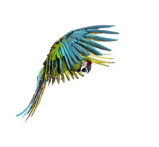 羽毛 翅膀 脊椎动物 鹦鹉 宠物 飞行 墨西哥 动物 轮廓