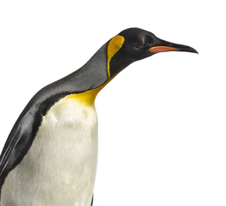 脊椎动物 演播室 企鹅 动物 南极洲 野生动物 寒冷的