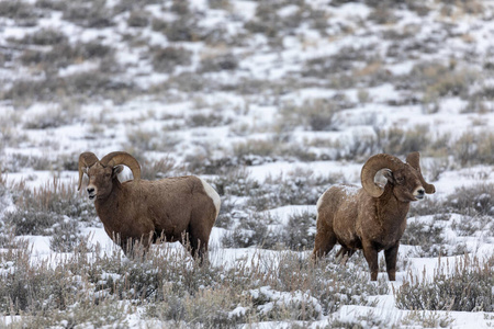 猛撞 冬天 自然 动物 野生动物 哺乳动物 怀俄明州