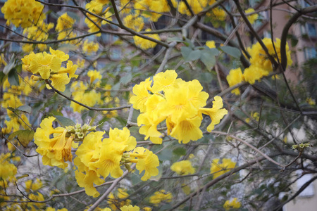 环境 颜色 季节 花的 植物区系 公园 分支 春天 天空