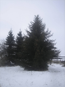 天空 云杉 圣诞节 天气 生长 降雪 木材 植物 分支 风景