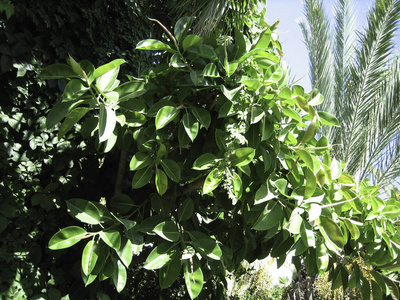 季节 农业 植物学 食物 植物 环境 纹理 生长 夏天 树叶