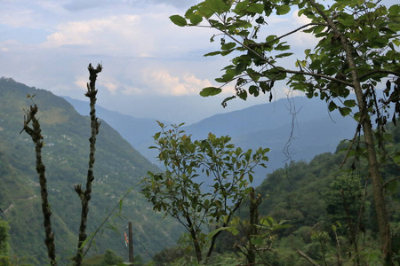 天空 夏天 岩石 松木 自然 风景 森林 小山 公园