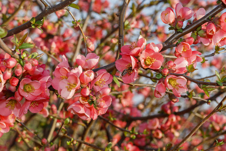 季节 花瓣 粉红色 花的 植物 植物区系 开花 分支 春天
