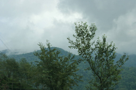 夏天 太阳 暴风雨 森林 天气 风景 松木 自然 天空 木材