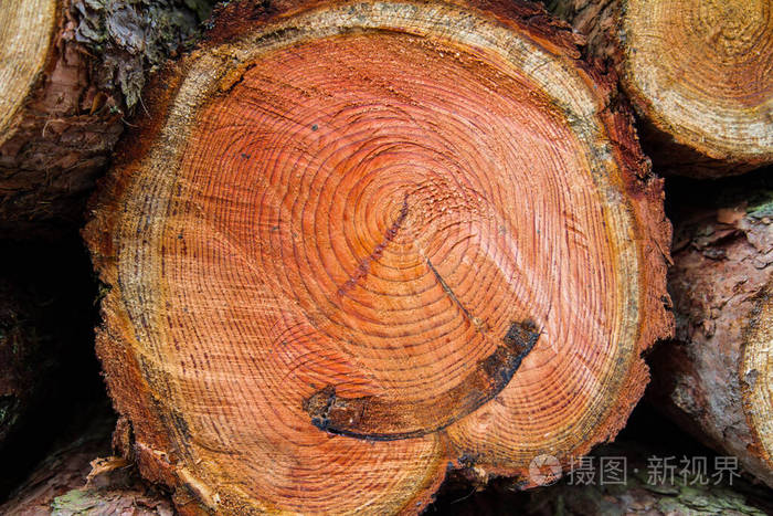 燃料 形成层 自然 树皮 日志 环境 植物学 资源 木材