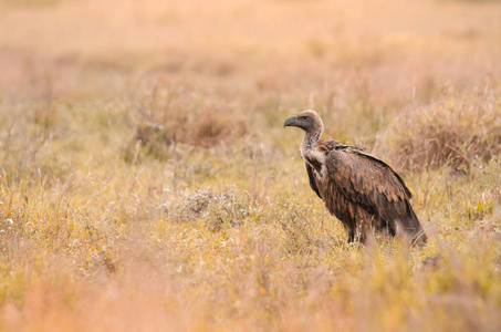 食腐动物 旅游业 动物 秃鹫 非洲 游猎 羽毛 国家的 食物