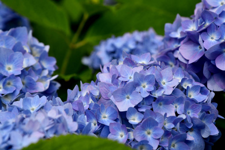 花的 植物学 夏天 树叶 开花 花园 大叶菜 自然 春天