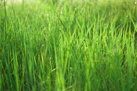 早晨 夏天 生长 模糊 草坪 草地 春天 自然 植物 环境