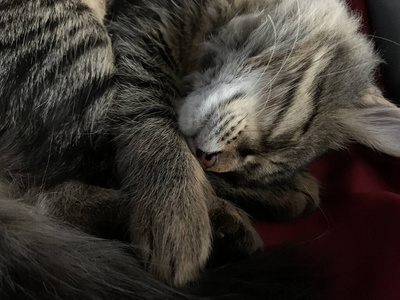 小猫 宠物 甜的 动物 睡觉 放松 肖像 安慰 休息 有趣的