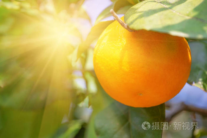 阳光明媚的枝头上挂着成熟的橘子