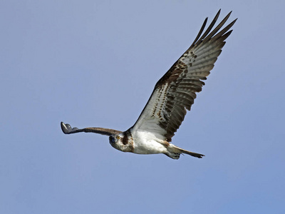自然 航班 野生动物 鱼鹰 栖息地 动物群 飞行 猛禽 动物