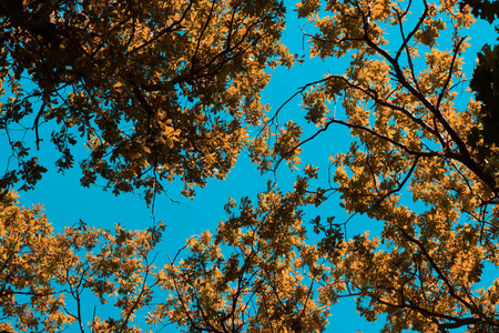 森林 秋天 公园 树叶 颜色 自然 落下 植物