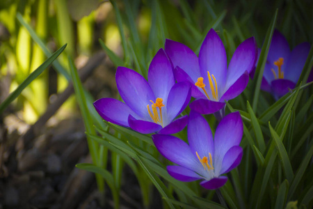 番红花 野生动物 生长 植物 颜色 紫色 春天 美女 花瓣