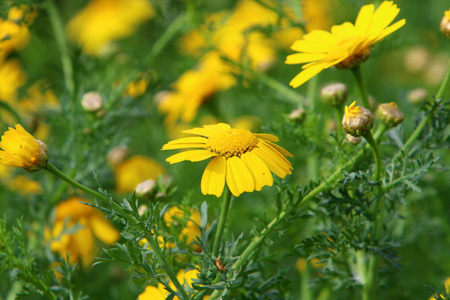 自然 以色列 前进 风景 海岸 季节 领域 菊花 休息 春天