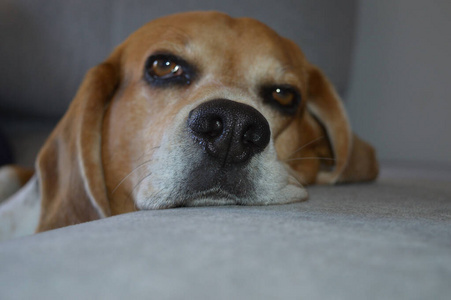 睡觉 小猎犬 无聊的 犬科动物 宠物 动物