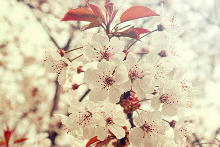 樱花 植物学 春天 盛开 公园 花瓣 夏天 樱桃 前进 四月