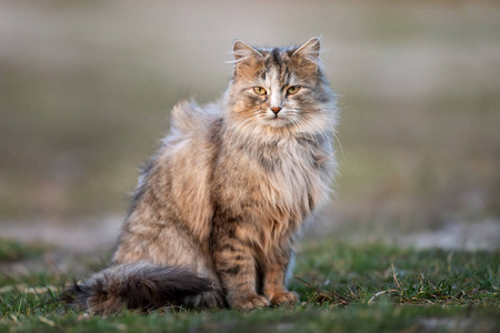 猫科动物 小猫 自然 外部 花园 爪子 毛茸茸的 斑猫 肖像