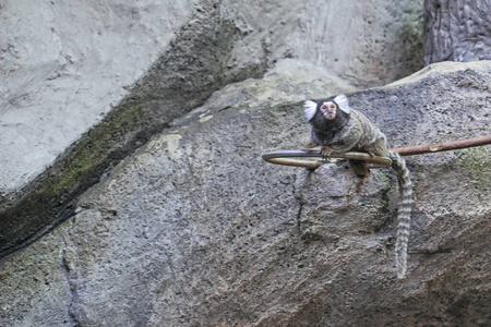 生物 摄影 自然 动物 毛皮 猴子 森林 可爱的 愈伤组织
