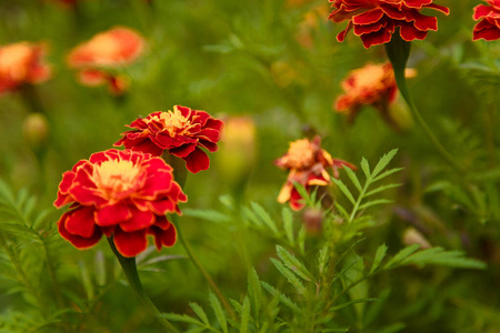 花的 精彩的 颜色 夏天 树叶 植物学 万寿菊 季节 开花