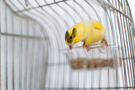 在西班牙，大西洋金丝雀金丝雀岛金丝雀金丝雀或普通的金丝雀，它们栖息在一根木棒上，靠在巨大的笼子里的柠檬树上，作为捕获的宠物