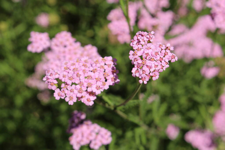 八月 园艺 花瓣 集群 植物学 亚罗 菊科 植物学家 菊目