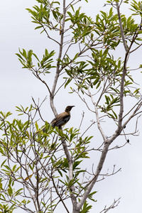 动物 鸟类 观鸟 动物群 昆士兰 美丽的 野生动物 澳大利亚
