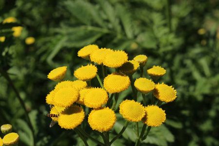 治疗 花园 菊科 植物园 草本植物 植物学 草药