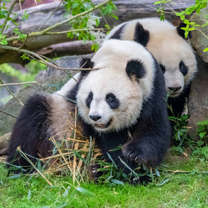 公园 脂肪 森林 熊猫 宝贝 竹子 哺乳动物 儿子 幼兽